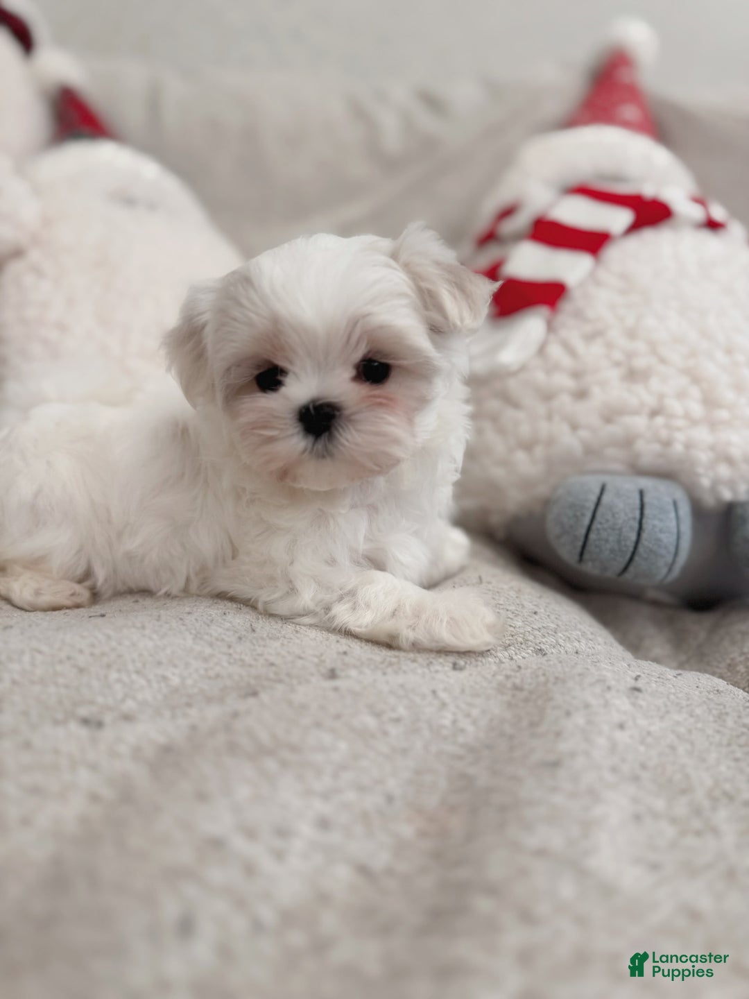 Maltipoo dogs for sale: Cashew - Image 1