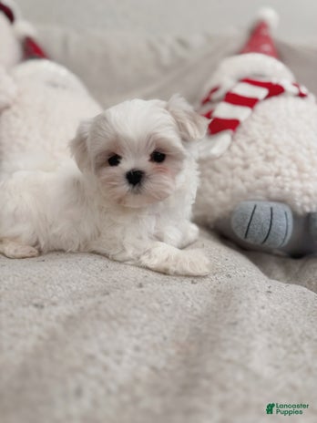 Maltipoo dogs for sale - Ad 3