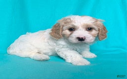 Cavachon dogs for sale: Charlie - Image 10