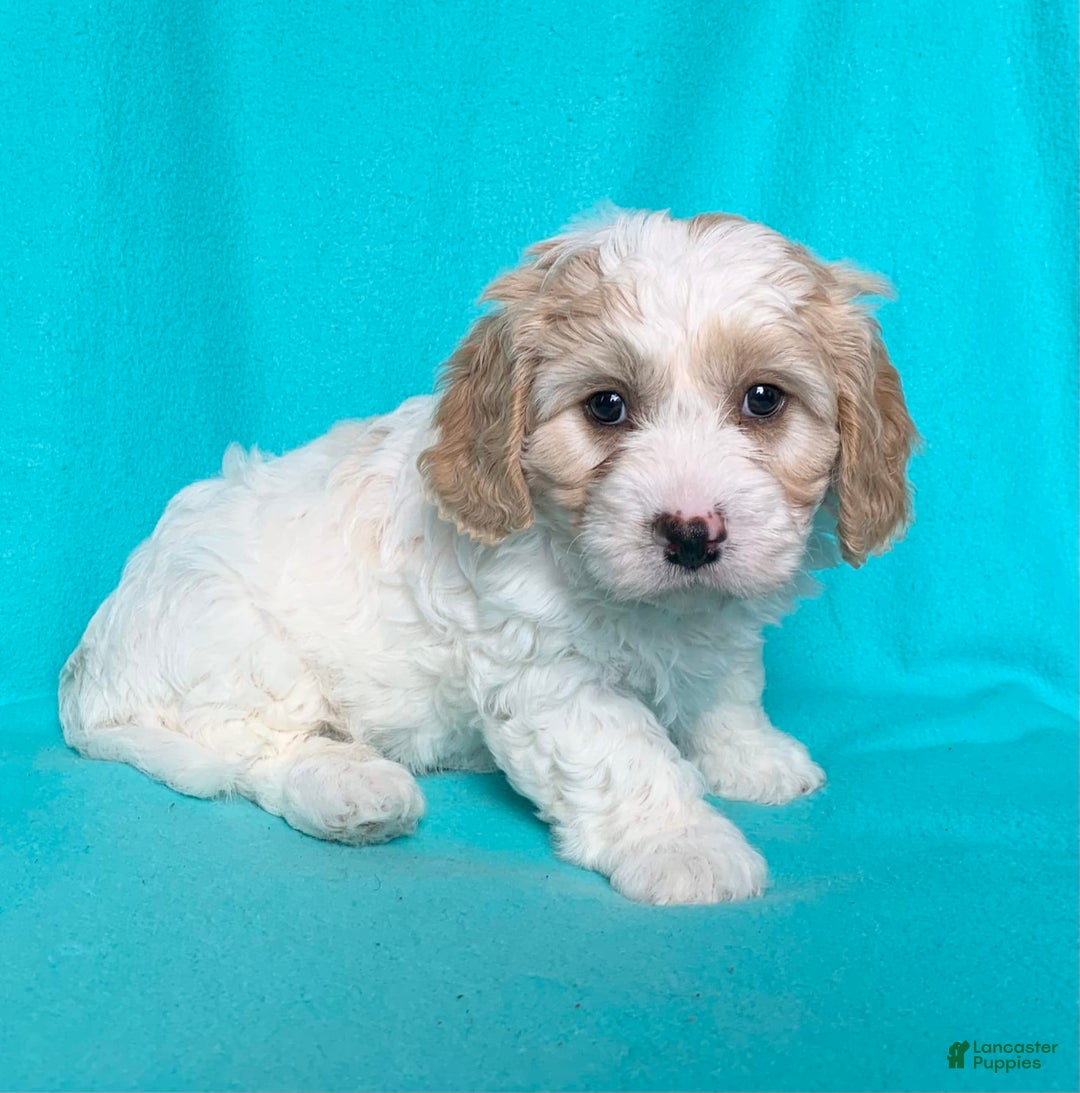 Cavachon dogs for sale: Charlie - Image 10