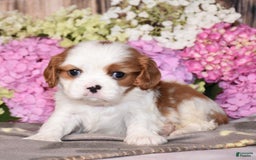 Cavalier King Charles Spaniel dogs for sale: Venus - Image 4