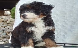 Mini Bernedoodle dogs for sale: Oakley - Image 17