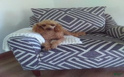 Miniature Poodle dogs for sale: Chico - Image 1