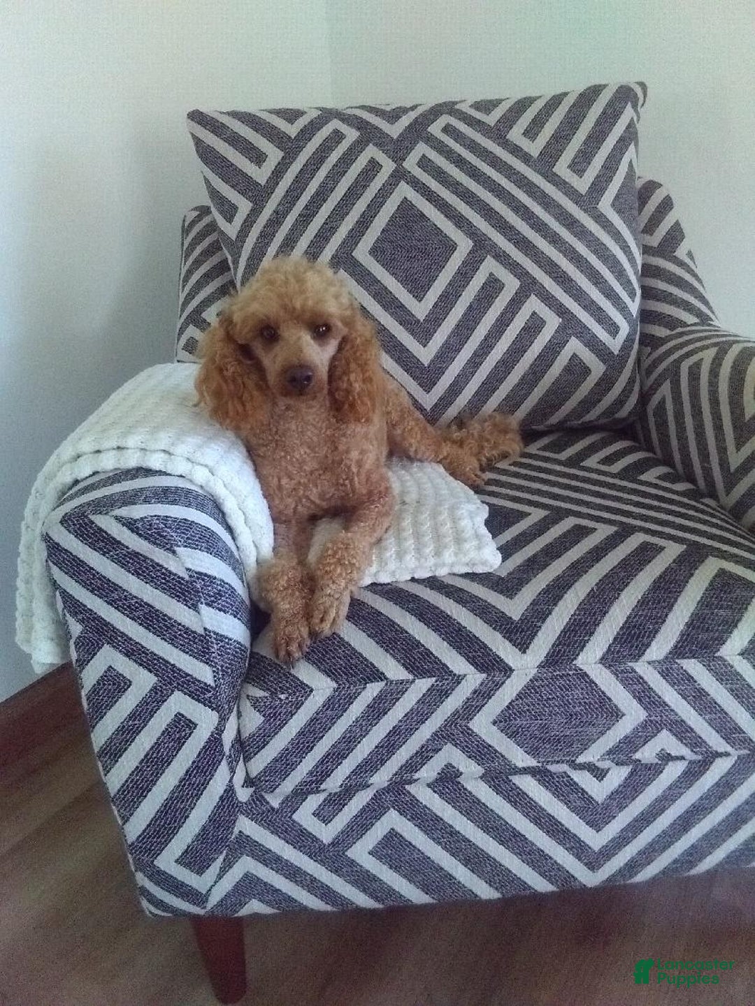 Miniature Poodle dogs for sale: Chico - Image 1