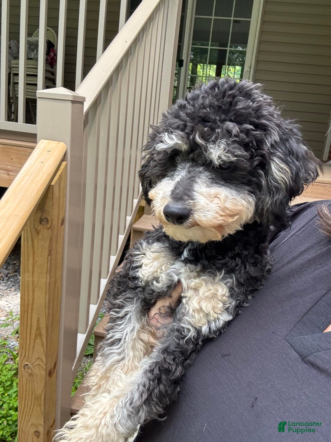 Yorkiepoo dogs for sale: Messie - Image 5