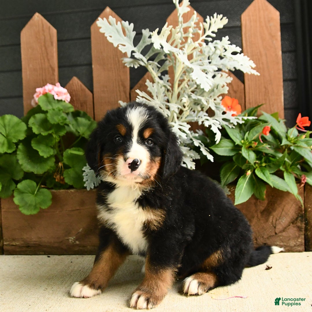 Bernese Mountain Dog dogs for sale: Milo - Image 3