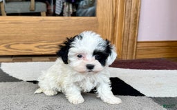 Havanese dogs for sale: Leona - Image 5