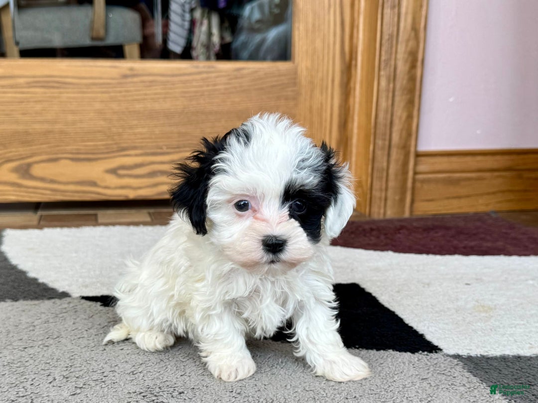 Havanese dogs for sale: Leona - Image 5