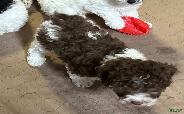 Miniature Poodle dogs for sale - Ad 1