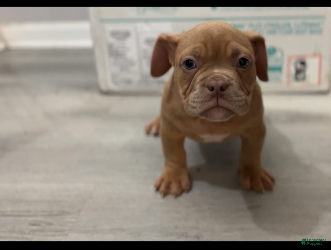 American Bully dogs for sale: Krillin Twin - Image 1
