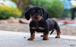 Miniature Dachshund dogs for sale: Miniature Dachshund 3 puppies - Image 1