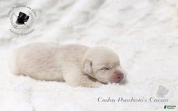 Cane Corso dogs for sale: "caesar" - Image 1
