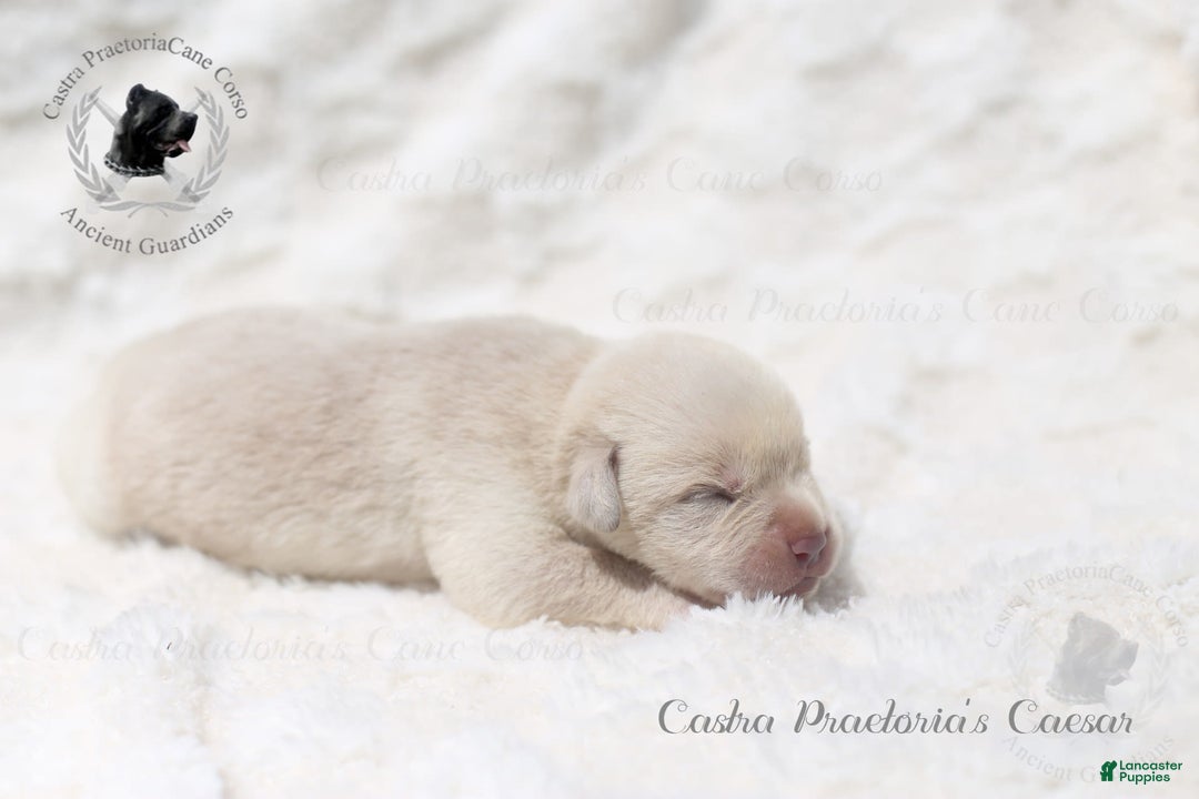 Cane Corso dogs for sale: "caesar" - Image 1