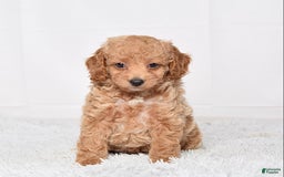 Mini Goldendoodle dogs for sale: Petite Ms. Nadia - Image 7