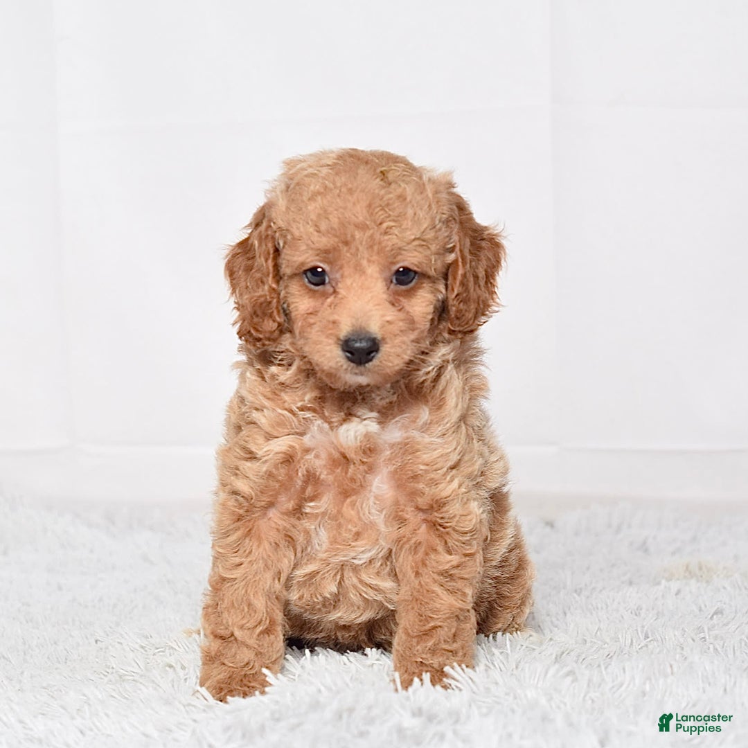 Mini Goldendoodle dogs for sale: Petite Ms. Nadia - Image 7