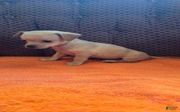 Chipoo dogs for sale: Courage - Image 4