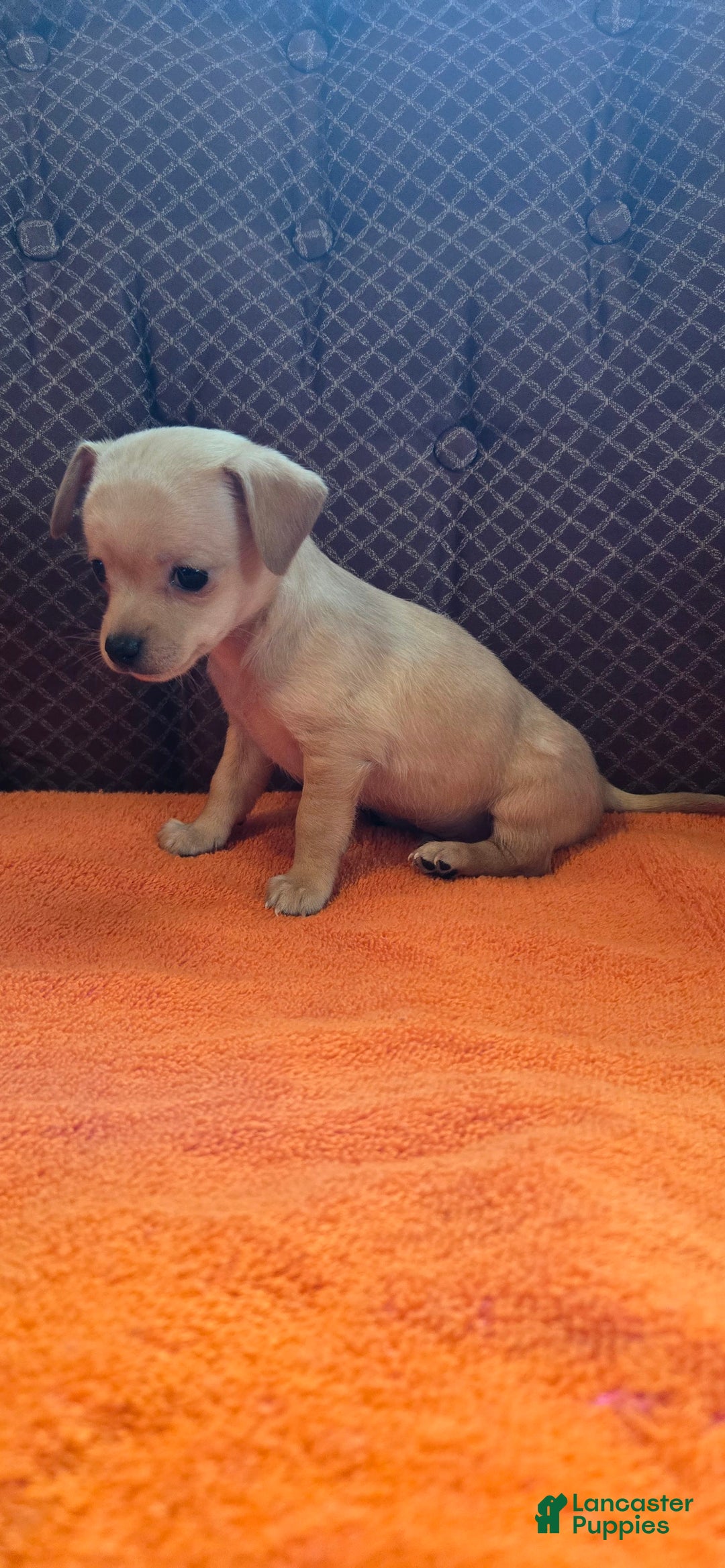 Chipoo dogs for sale: Courage - Image 4