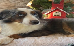 Miniature Australian Shepherd dogs for sale: Jody - Image 7