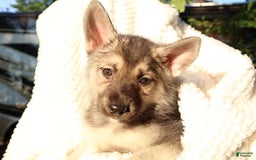 Gerberian Shepsky dogs for sale: Sugar - Image 8