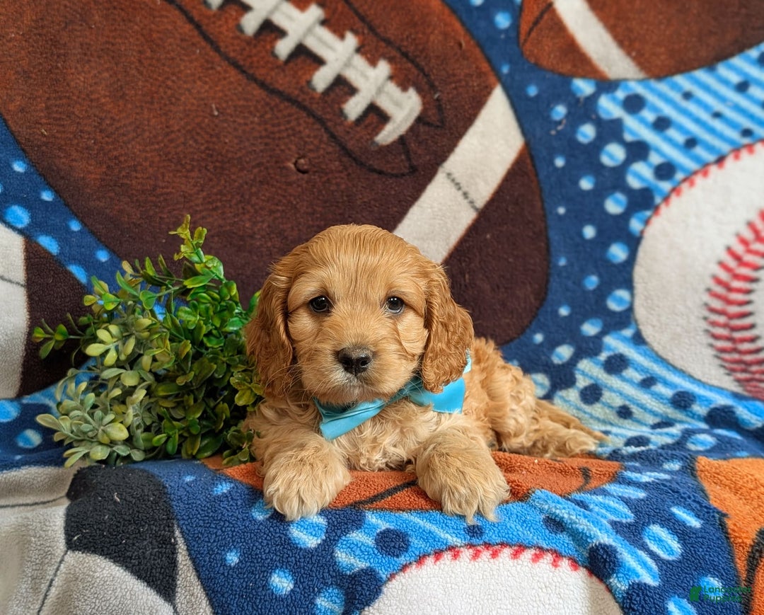 Cockapoo dogs for sale: Fleming - Image 9