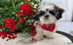 Shih Tzu dogs for sale: Freddy - Image 9