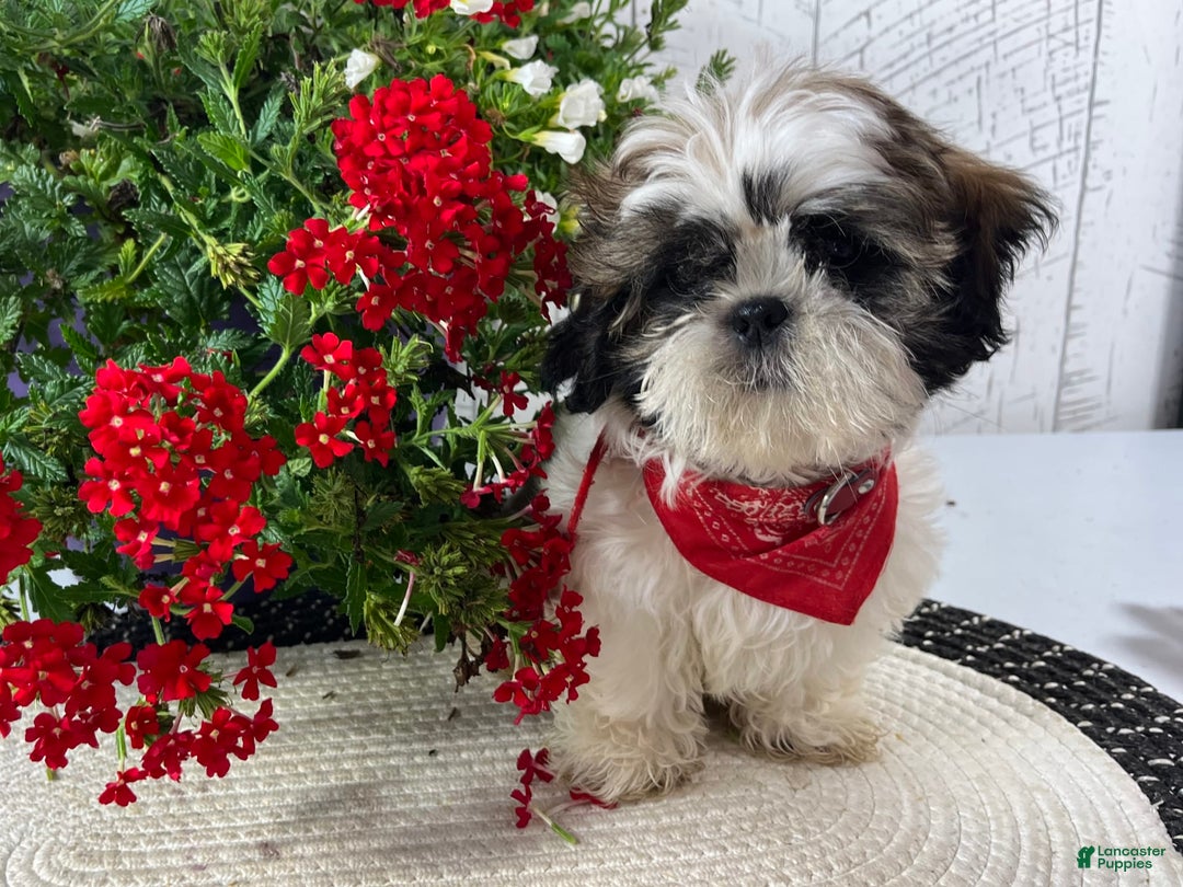 Shih Tzu dogs for sale: Freddy - Image 9