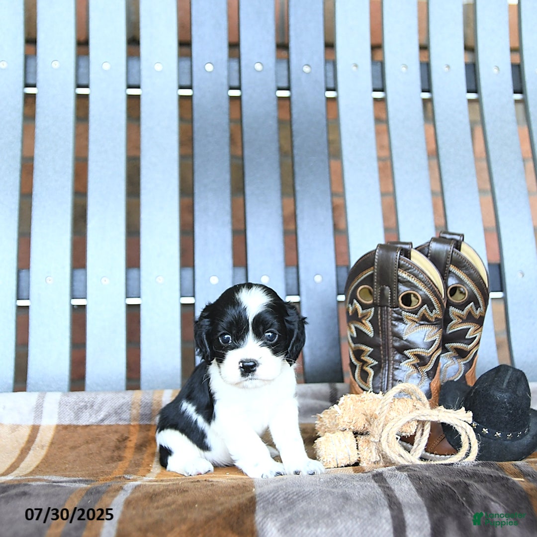 Cocker Spaniel dogs for sale: Kassia - Image 1