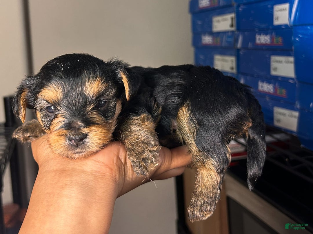 Yorkshire Terrier dogs for sale: Duke - Image 5