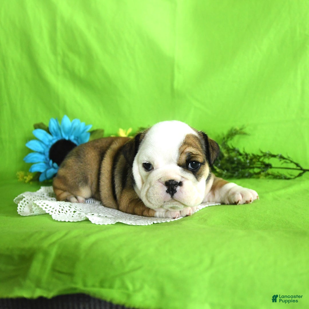 English Bulldog dogs for sale: Katrina - Image 9
