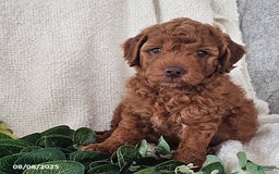 Mini Goldendoodle dogs for sale: Lucky - Image 1