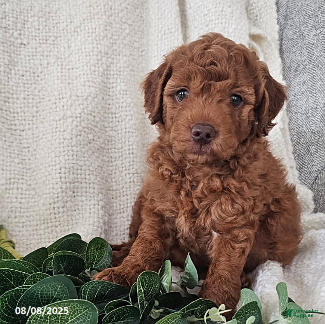Mini Goldendoodle dogs for sale: Lucky - Image 1