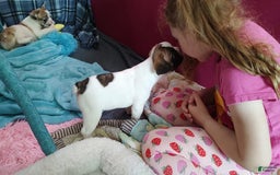 French Bulldog dogs for sale: Odin Akc - Image 14