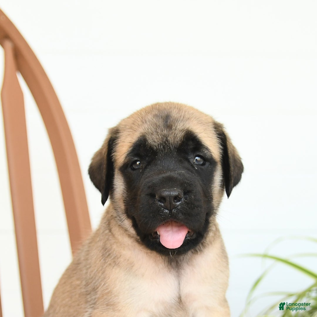 English Mastiff dogs for sale: Theresa - Image 2