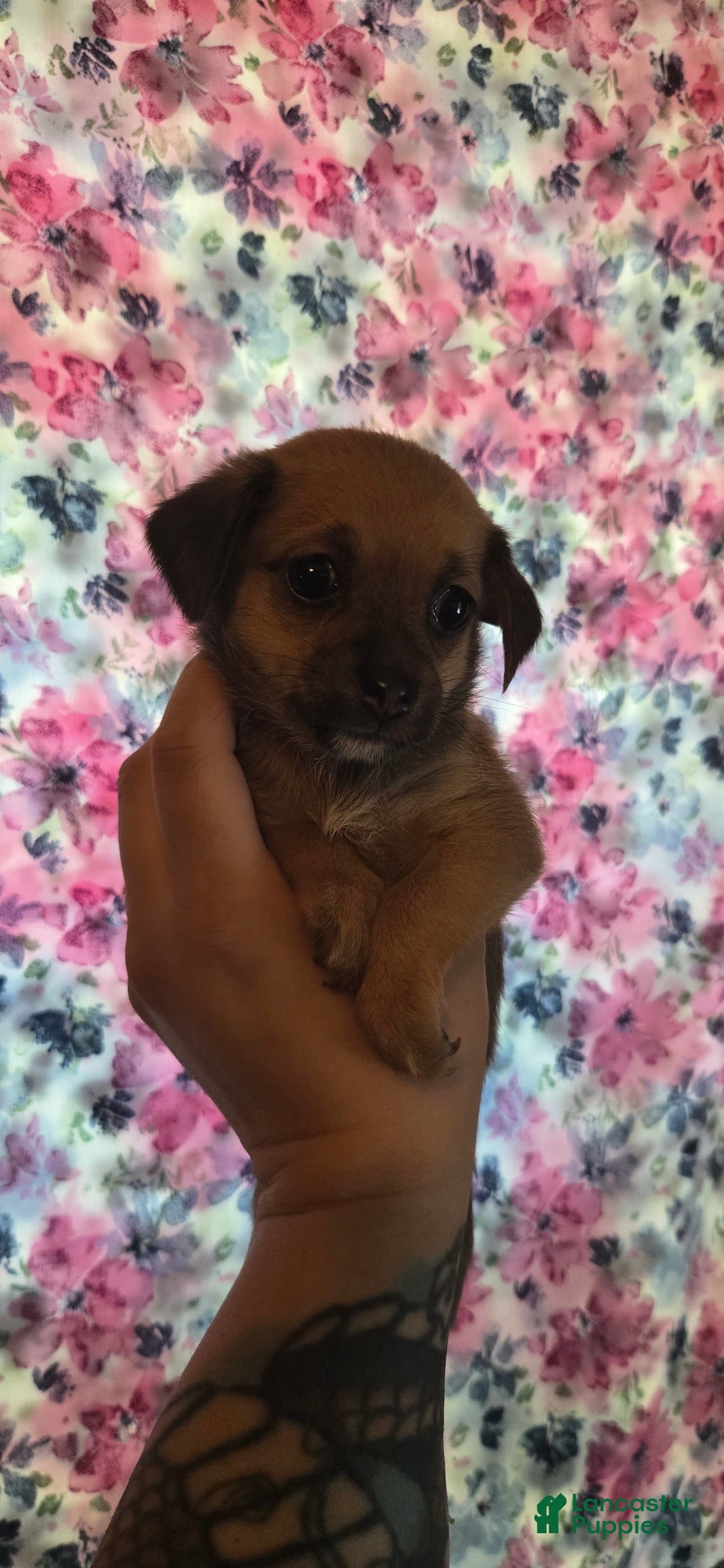 Chipoo dogs for sale: Faith - Image 6