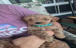 Cockapoo dogs for sale: Willow - Image 8