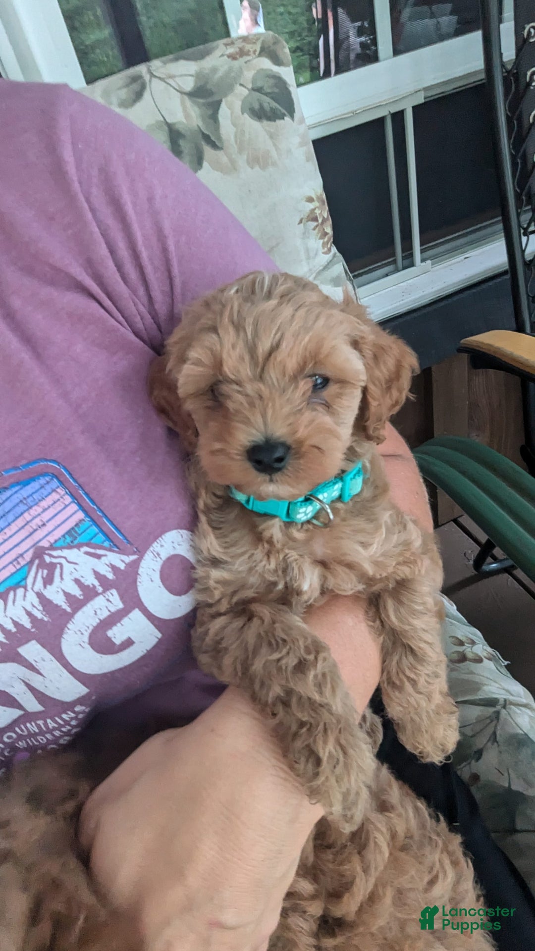 Cockapoo dogs for sale: Willow - Image 8