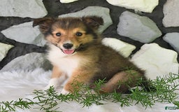 Shetland Sheepdog dogs for sale: Buddy - Image 2