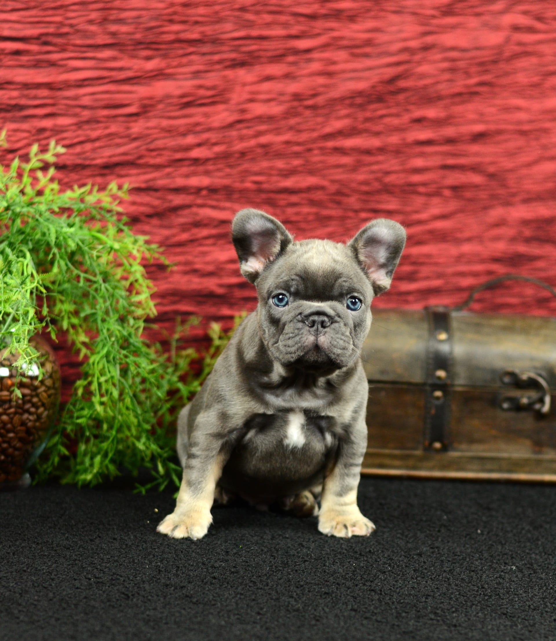 French Bulldog dogs for sale: Benji - Image 8
