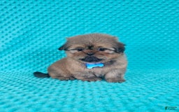 Shih Tzu dogs for sale: Cooper - Image 5