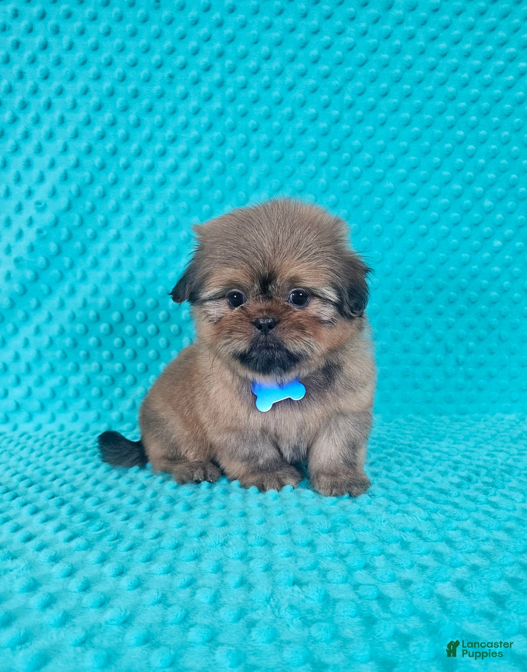 Shih Tzu dogs for sale: Cooper - Image 5