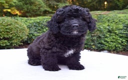 Cavapoo dogs for sale: Luna - Image 2