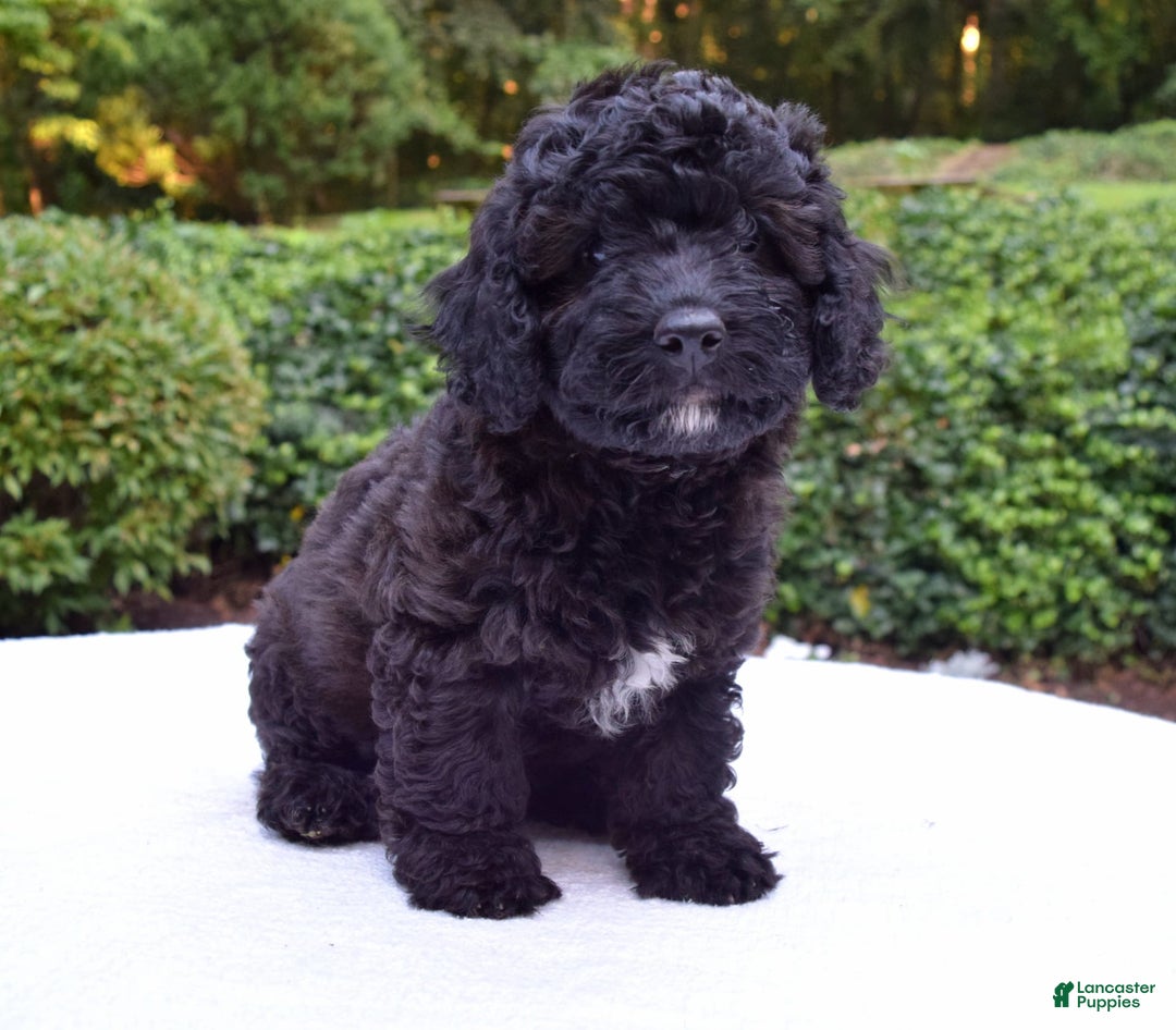 Cavapoo dogs for sale: Luna - Image 2