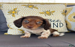 Miniature Dachshund dogs for sale: Rhett - Image 5