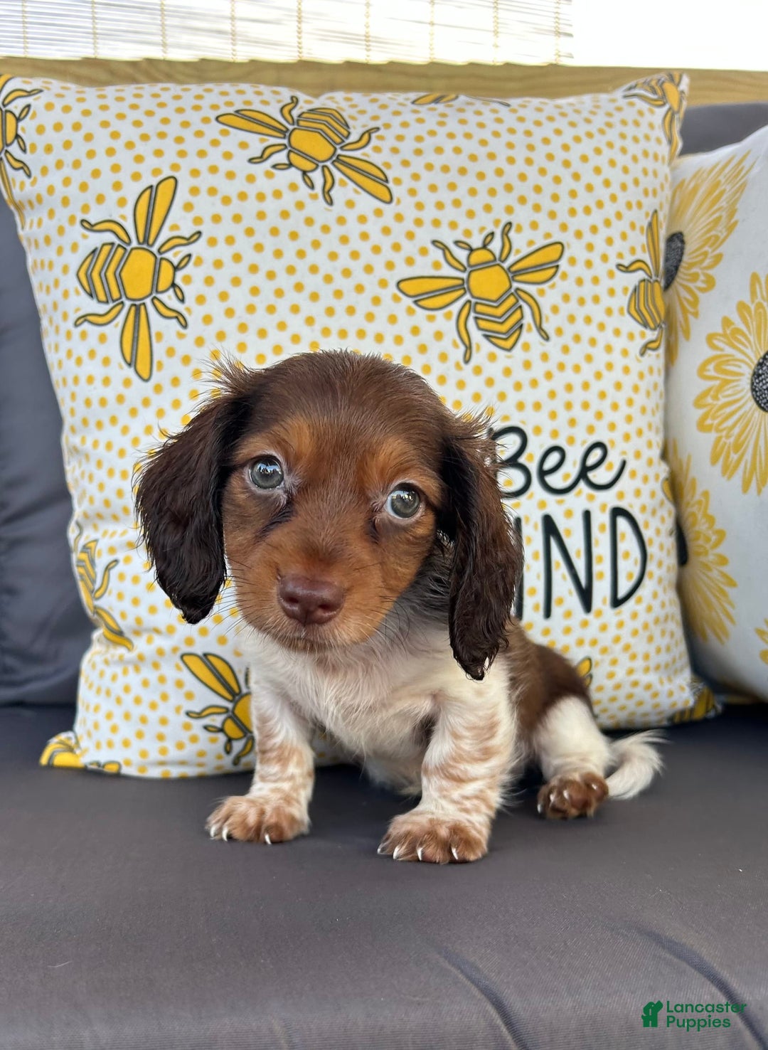 Miniature Dachshund dogs for sale: Rhett - Image 5