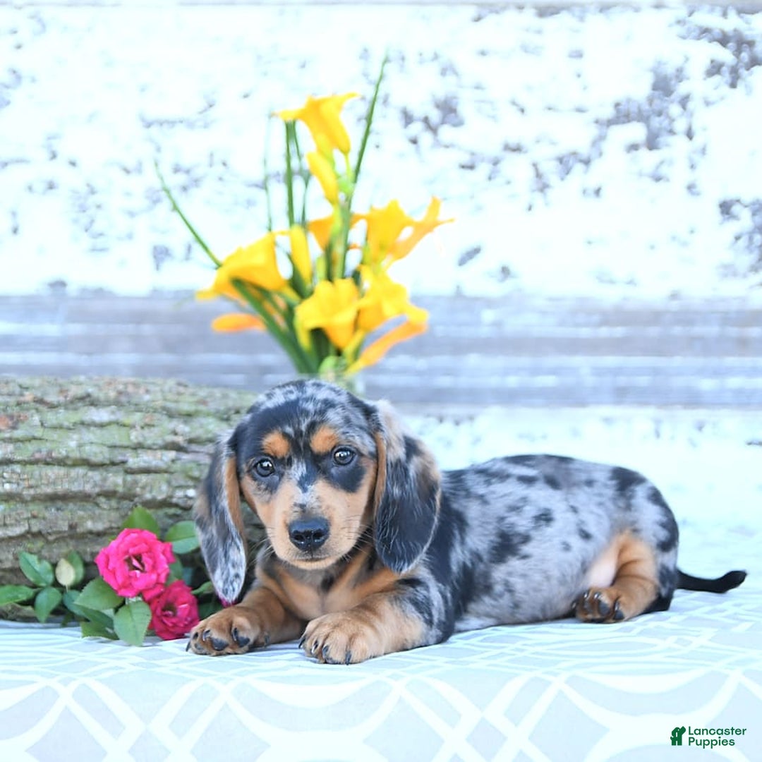 Miniature Dachshund dogs for sale: Tommy - Image 10