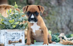 Boxer dogs for sale: Faith - Image 2
