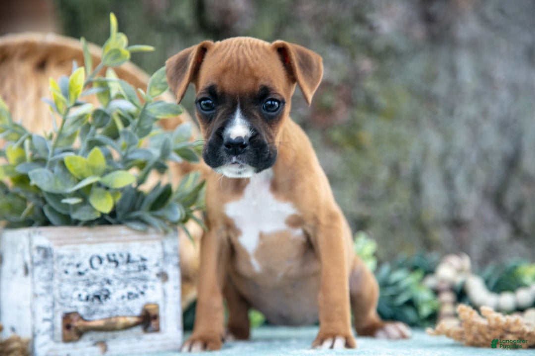 Boxer dogs for sale: Faith - Image 2