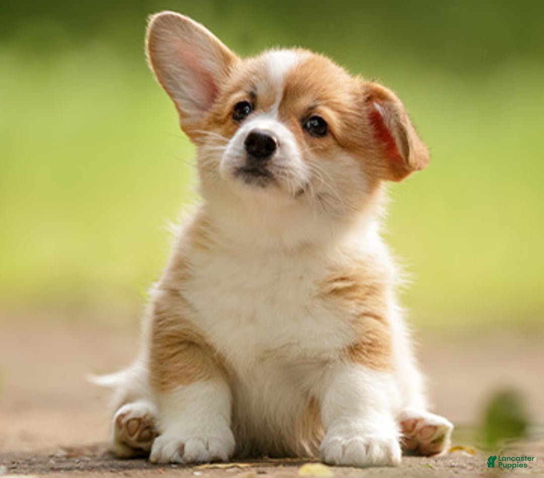 Mixed Breed dogs for sale: Jose - Image 3