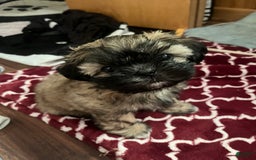 Shih Tzu dogs for sale: Maya - Image 5