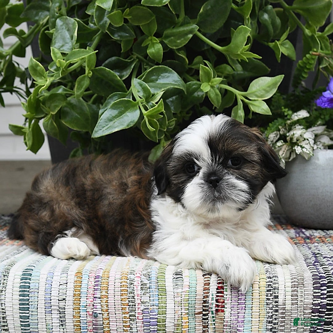 Shih Tzu dogs for sale: Spencer - Image 10